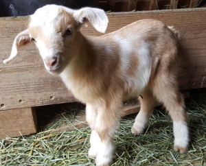 Mini Nubian goats for sale in NM